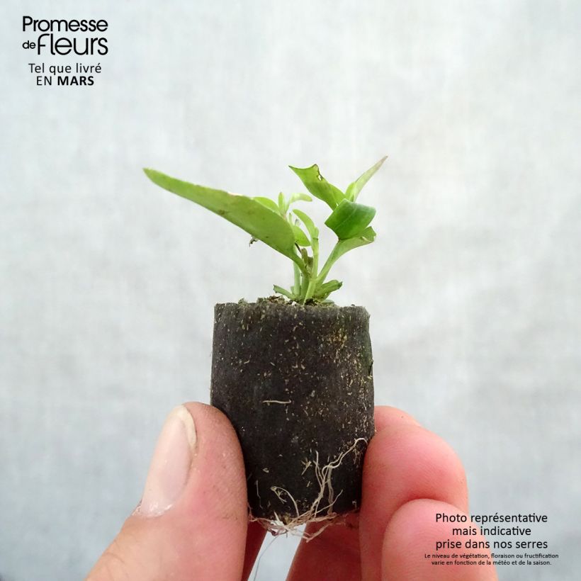 Exemplar von Löwenmäulchen Fruit Salad Up Purple - Antirrhinum Mini-Plug Ø 3/4 cm wie im Frühjahr geliefert