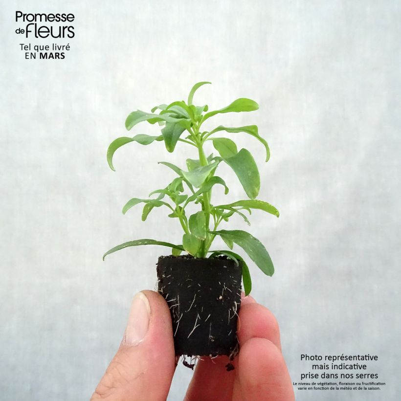 Exemplar von Löwenmäulchen Fruit Salad Up Yellow - Antirrhinum Mini-Plug Ø 3/4 cm wie im Frühjahr geliefert