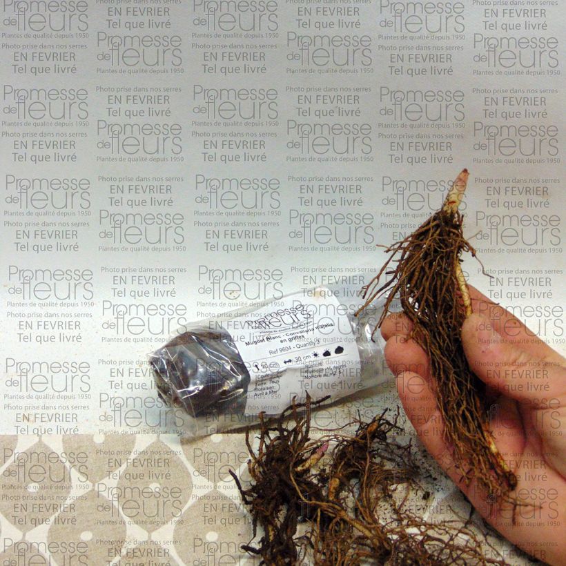 Beispiel eines Exemplars von Convallaria majalis - Maiglöckchen Zwiebel wie geliefert