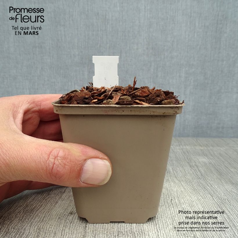 Example of Convallaria majalis Doreen - Maiglöckchen Kleine Töpfe von 8/9 cm as you get in printemps