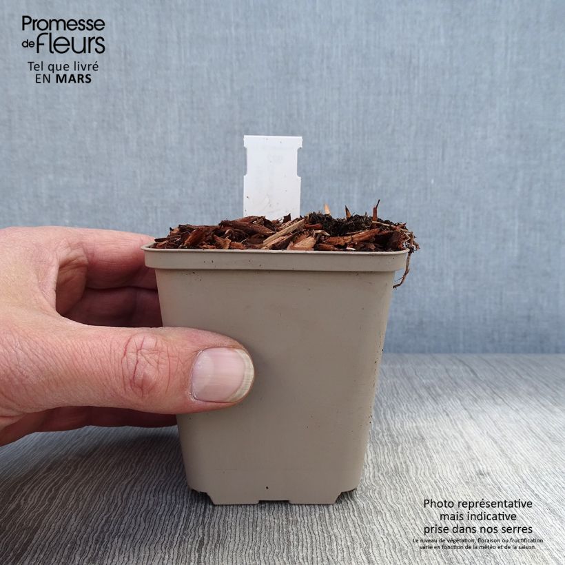 Exemplar von Convallaria majalis Hardwick Hall - Maiglöckchen Kleine Töpfe von 8/9 cm wie im Frühjahr geliefert