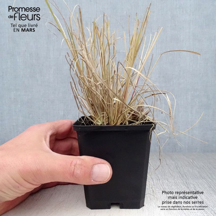 Example of Muhlenbergia rigens - Amerikanisches Hirschgras Kleine Töpfe von 8/9 cm as you get in printemps