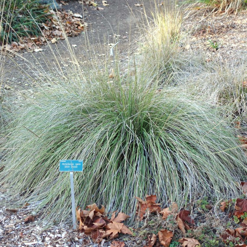 Muhlenbergia rigens - Amerikanisches Hirschgras (Plant habit)