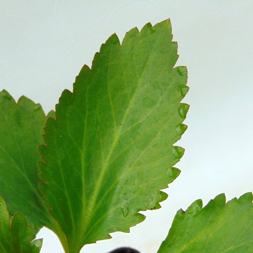 Mukgenia Nova Flame - Hybrid-Ahornblatt (Foliage)