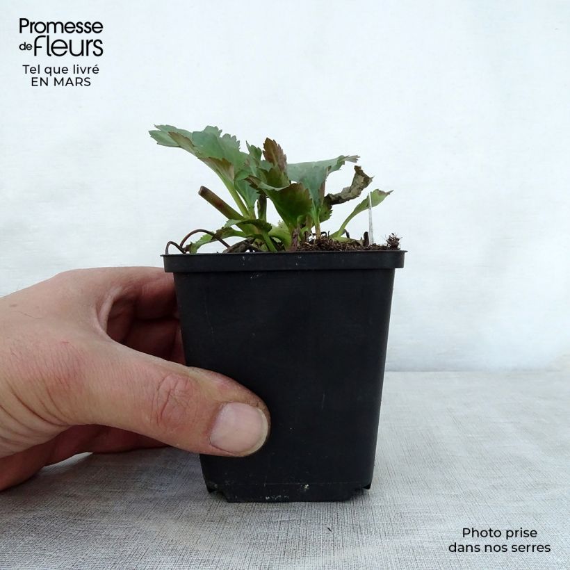 Example of Mukgenia Nova Flame - Hybrid-Ahornblatt Kleine Töpfe von 8/9 cm as you get in printemps