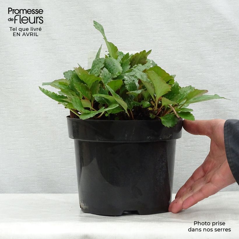 Example of Mukgenia Nova Flame - Hybrid-Ahornblatt Topf mit 3L/4L as you get in printemps