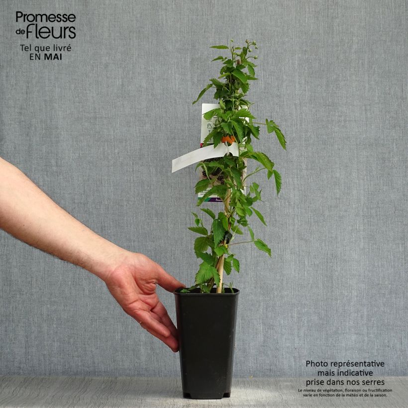 Exemplar von Brombeere Direttissima Montblanc Topf mit 2L/3L, Strauch/Busch, mehrstämmig wie im Frühjahr geliefert