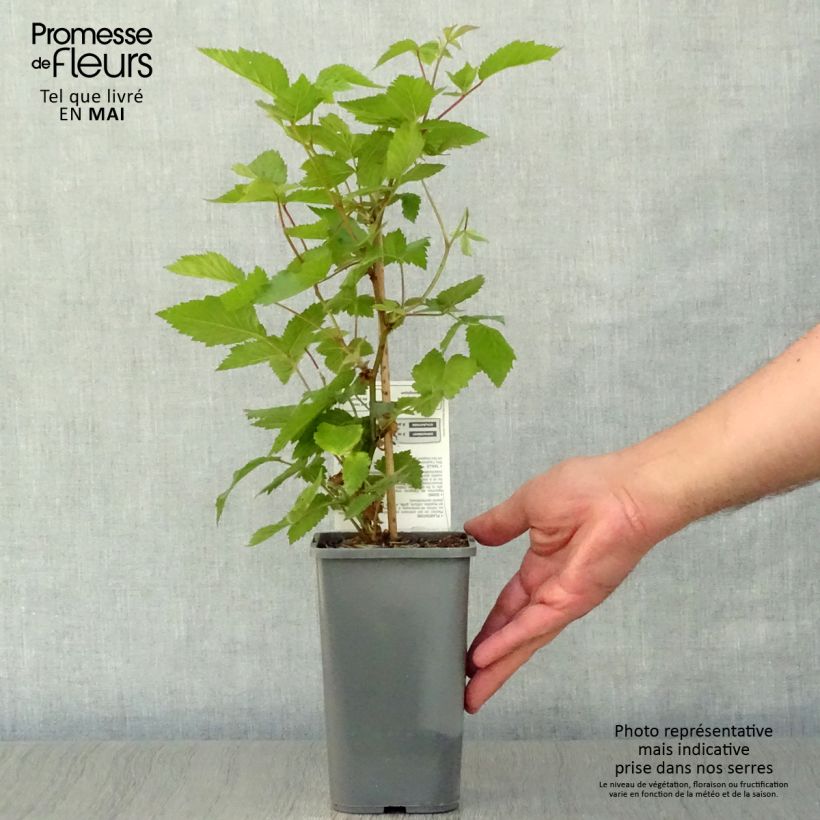 Example of Brombeere Dirksen Bio Topf mit 1L/1,5L as you get in printemps