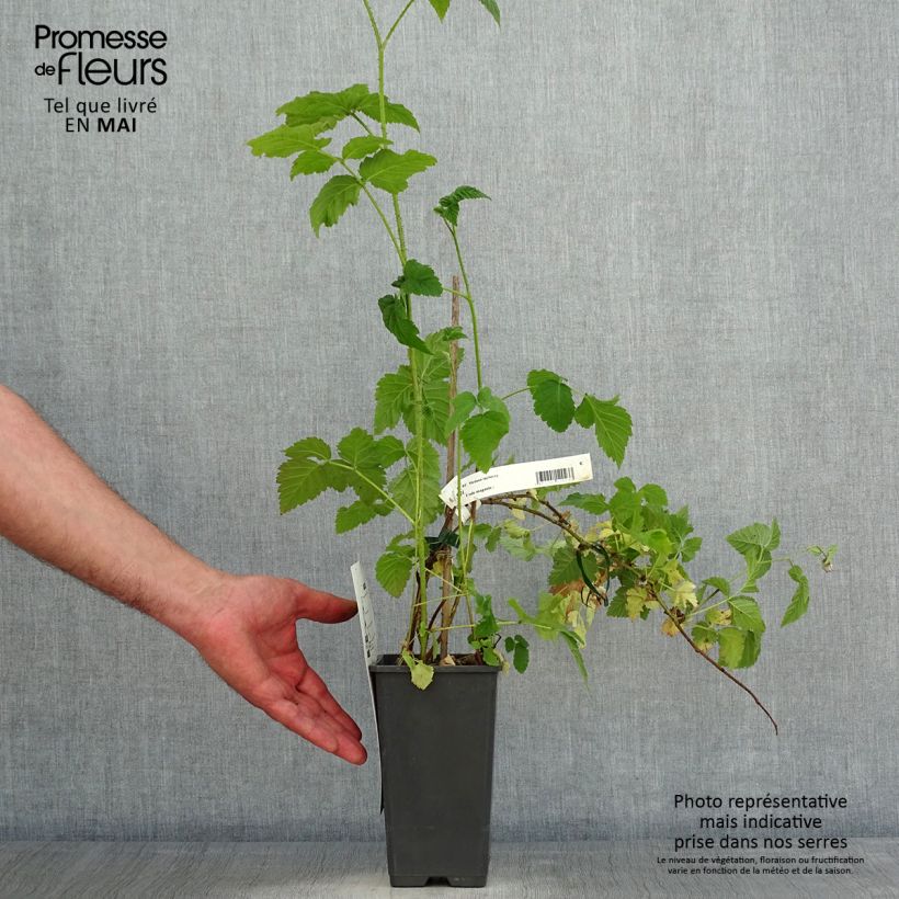 Example of Brombeere Medana Tayberry Topf mit 1,5L/2L as you get in printemps