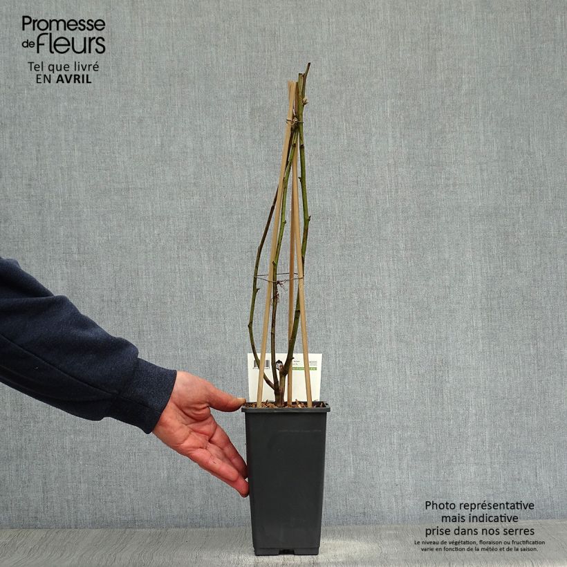 Exemplar von Brombeere Reuben Topf mit 1,5L/2L wie im Frühjahr geliefert