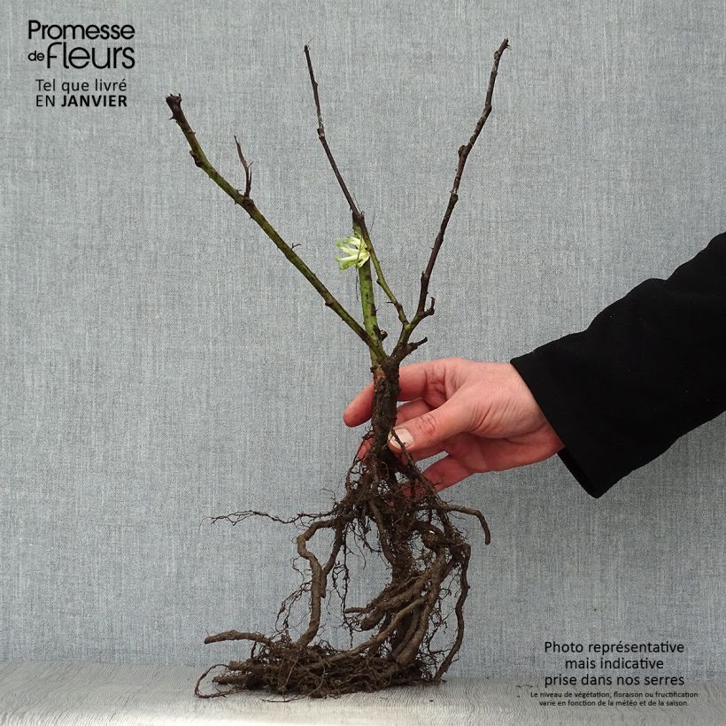 Exemplar von Brombeere Reuben Wurzelnackt wie im Winter geliefert