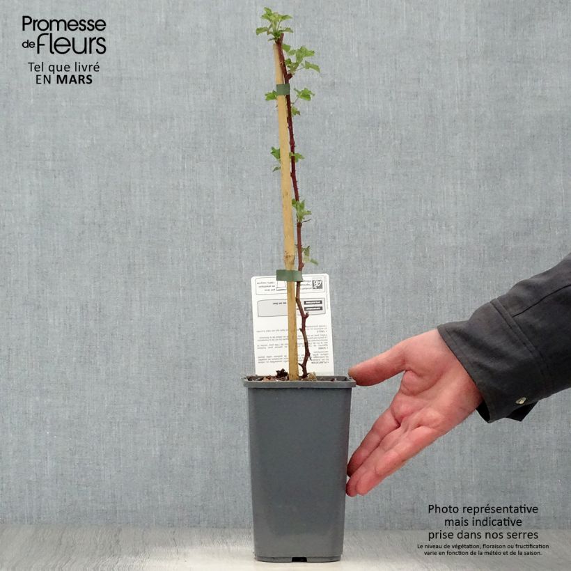 Example of Brombeere Dorman Red Bio Bio - Rubus parvifolius x fruticosus Dorsett Topf mit 1,5L/2L as you get in printemps