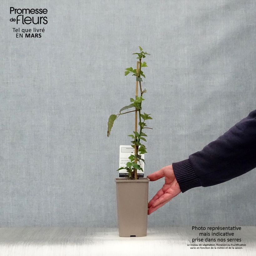 Exemplar von Brombeere Asterina Topf mit 1,5L/2L wie im Frühjahr geliefert