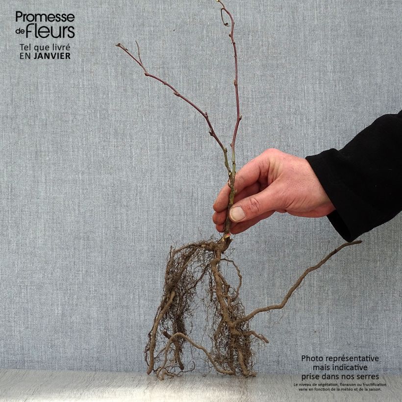 Example of Brombeere Jumbo Topf mit 1,5L/2L as you get in hiver