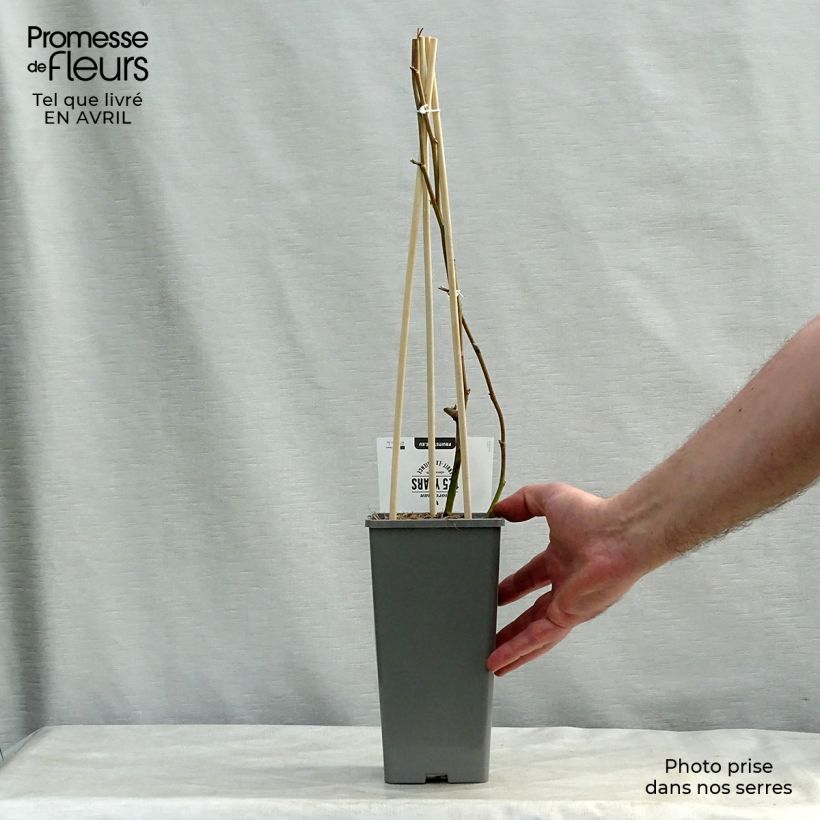 Example of Brombeere Loch Ness Topf mit 1,5L/2L, Strauch/Busch, mehrstämmig as you get in printemps