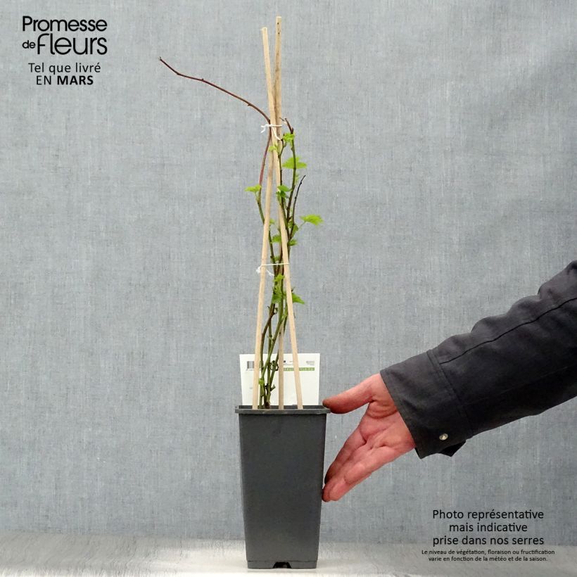 Exemplar von Loganbeere Loganberry - Rubus x loganobaccus Topf mit 1,5L/2L, Strauch/Busch, mehrstämmig wie im Frühjahr geliefert