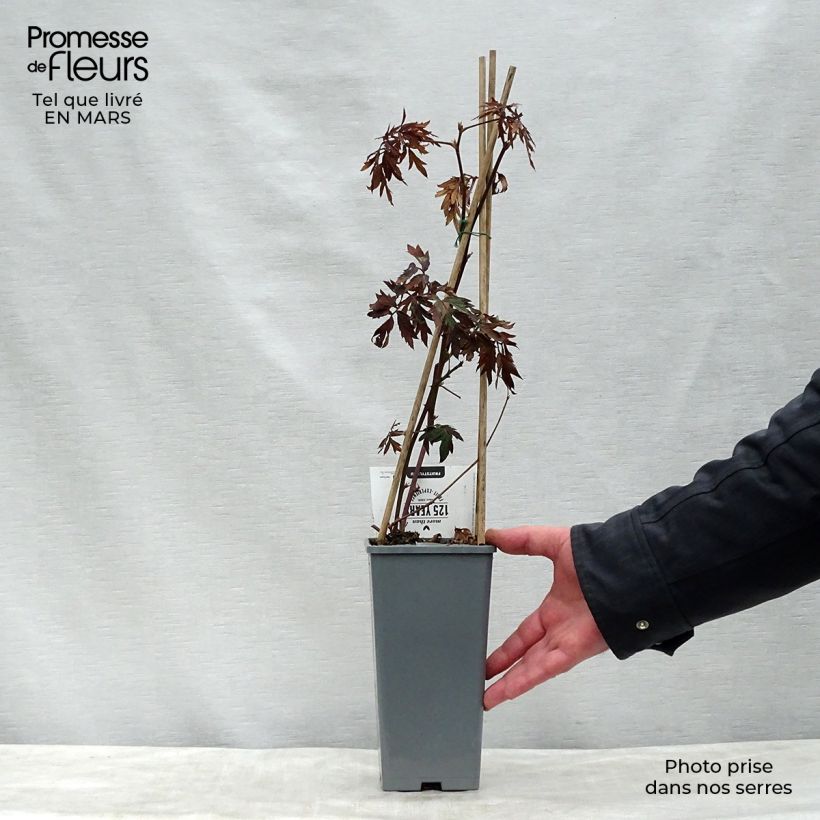 Example of Brombeere Thornless Topf mit 1,5L/2L, Strauch/Busch, mehrstämmig as you get in printemps