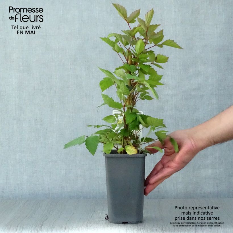 Exemplar von Brombeere Triple crown Bio Topf mit 1,5L/2L wie im Frühjahr geliefert