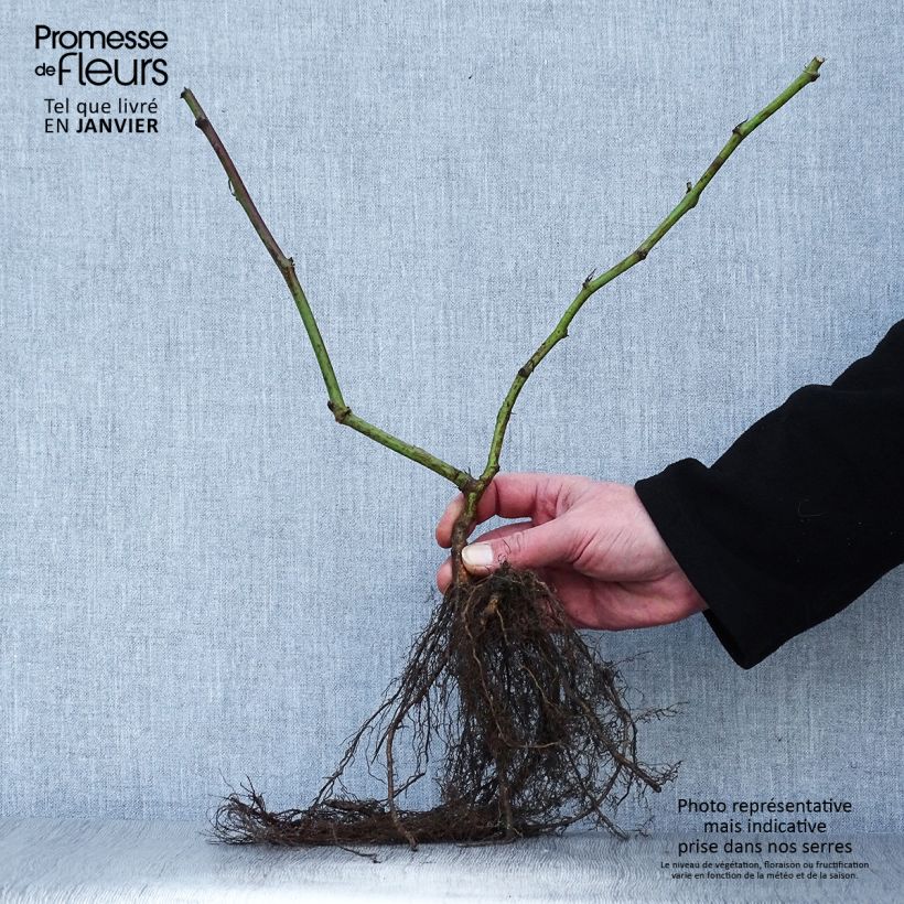 Example of Brombeere Triple crown Wurzelnackt as you get in hiver