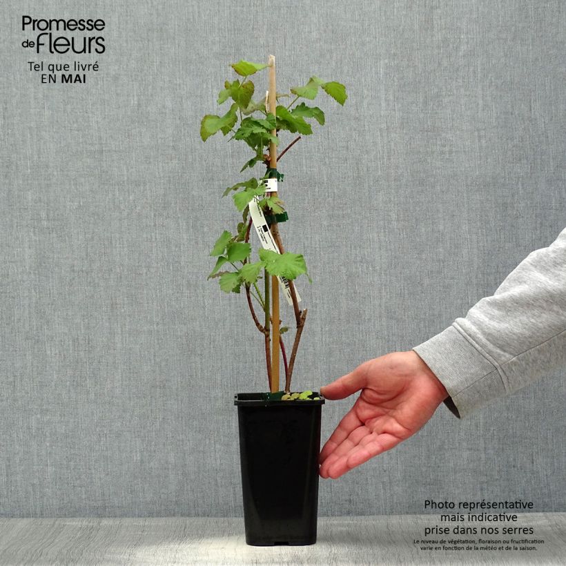 Example of Taybeere Bounty Berry 'Yantay' Topf mit 1,5L/2L as you get in printemps