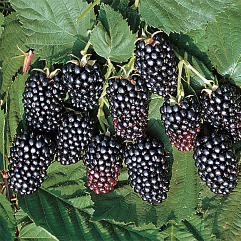 Brombeere Jumbo (Harvest)