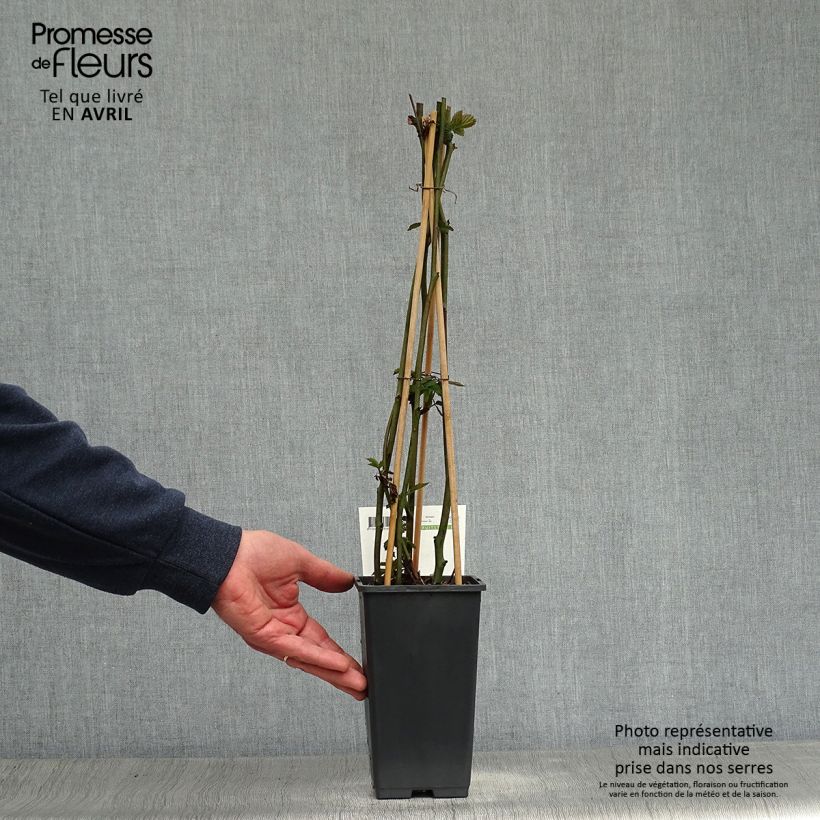 Example of Brombeere Triple crown Topf mit 1,5L/2L, Strauch/Busch, mehrstämmig as you get in printemps