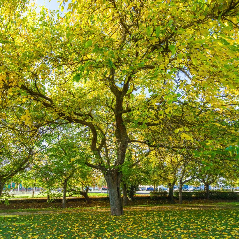 Weißer Maulbeerbaum King's White - Morus alba var. laevigata (Wuchs)