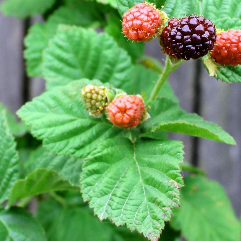 Boysenbeere Boysenberry - Rubus ursinus x idaeus (Foliage)