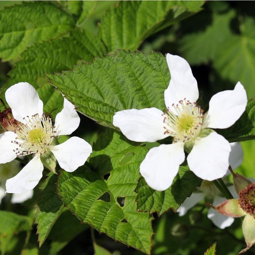Boysenbeere Boysenberry - Rubus ursinus x idaeus (Flowering)