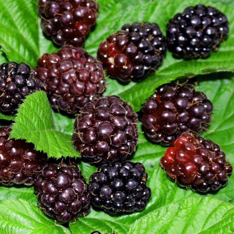 Boysenbeere Boysenberry - Rubus ursinus x idaeus (Harvest)