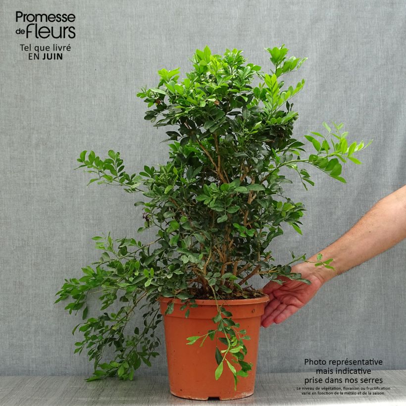 Example of Murraya paniculata - Orangenraute Topf mit 3L/4L as you get in ete