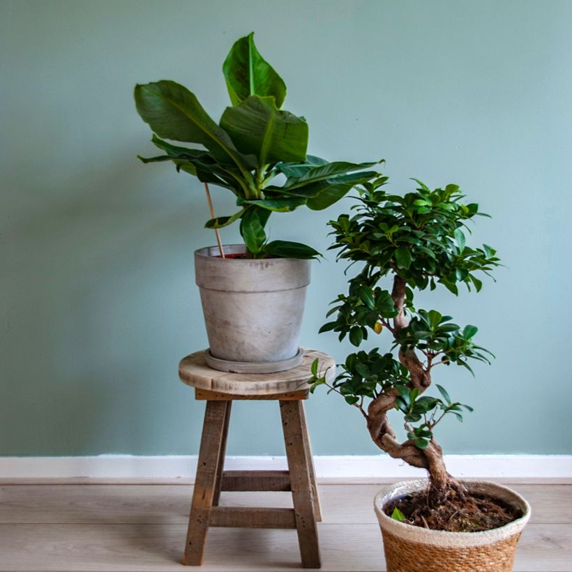 Musa acuminata - Zwerg-Essbanane (Plant habit)