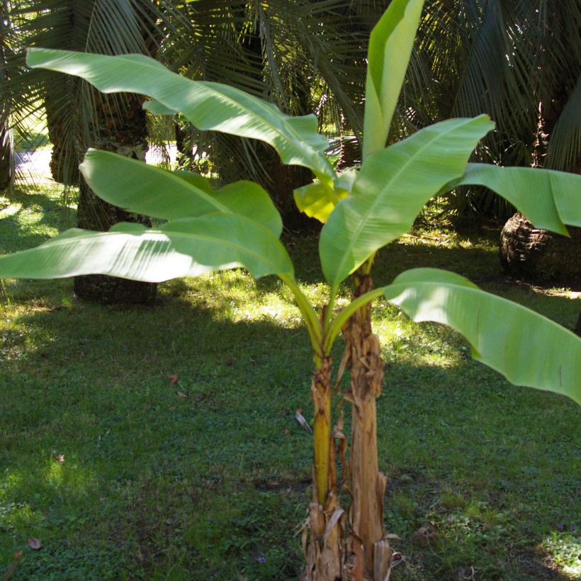 Musa basjoo - Japanische Faserbanane (Plant habit)