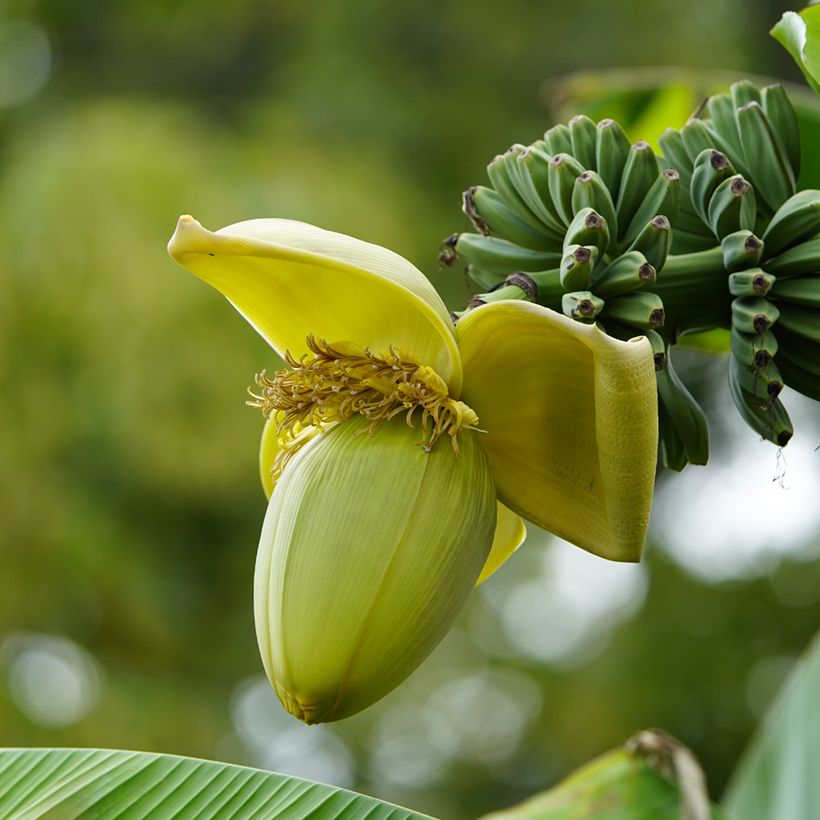 Musa basjoo - Japanische Faserbanane (Flowering)