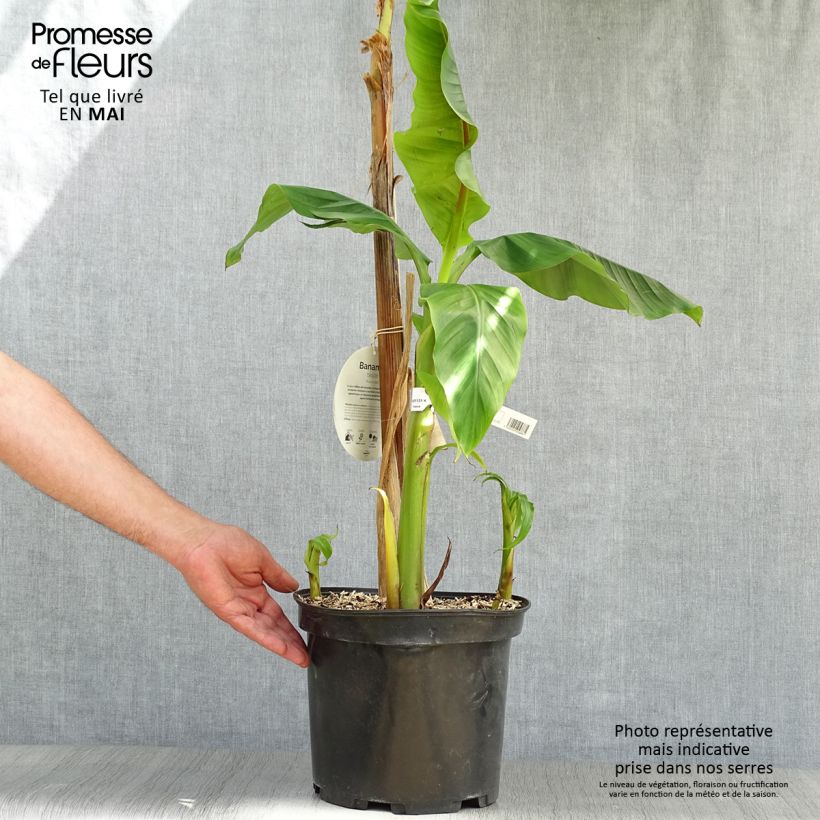 Example of Musa basjoo - Japanische Faserbanane Topf mit 4L/5L as you get in printemps