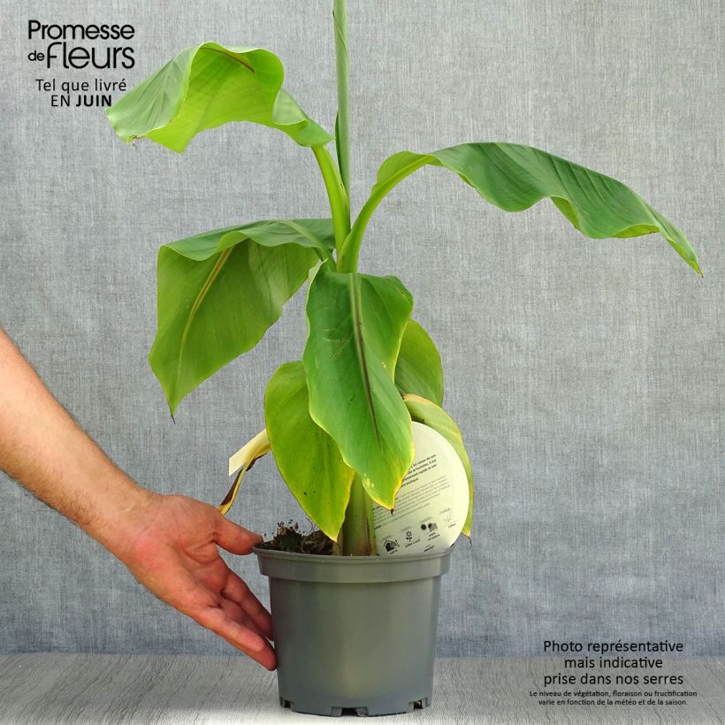 Exemplar von Musa basjoo - Japanische Faserbanane Topf mit 1,5L/2L wie im Sommer geliefert