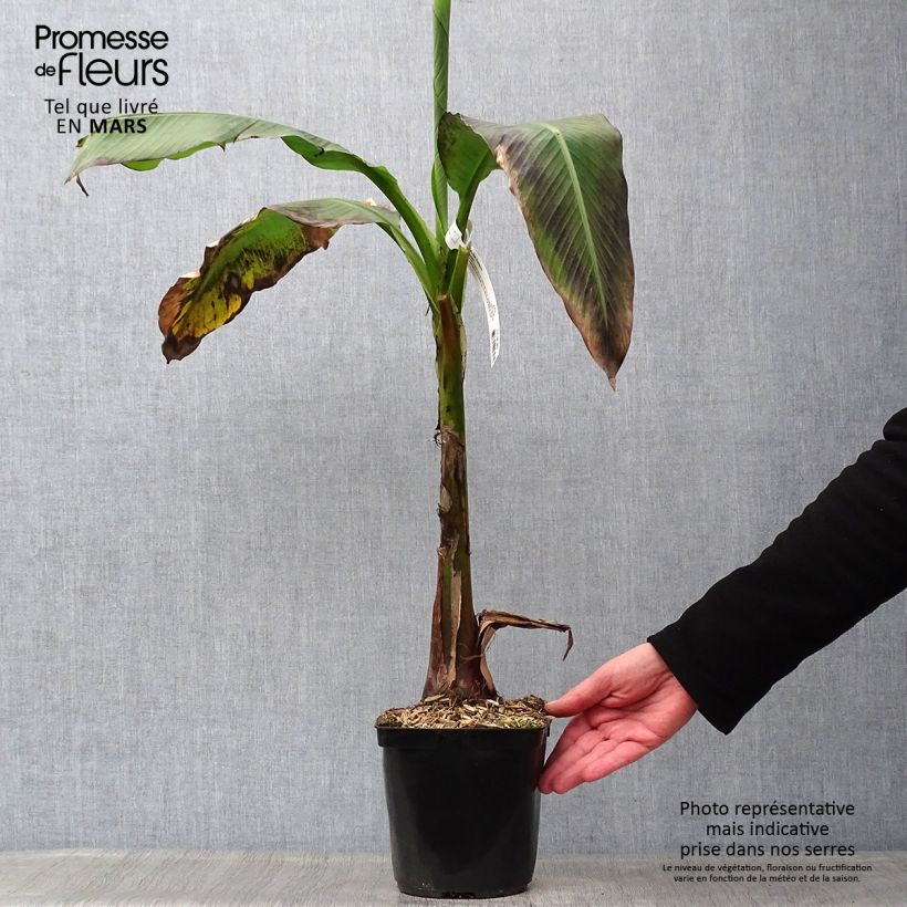 Example of Bananenpflanze Dajiao - Musa Topf mit 4L/5L as you get in printemps