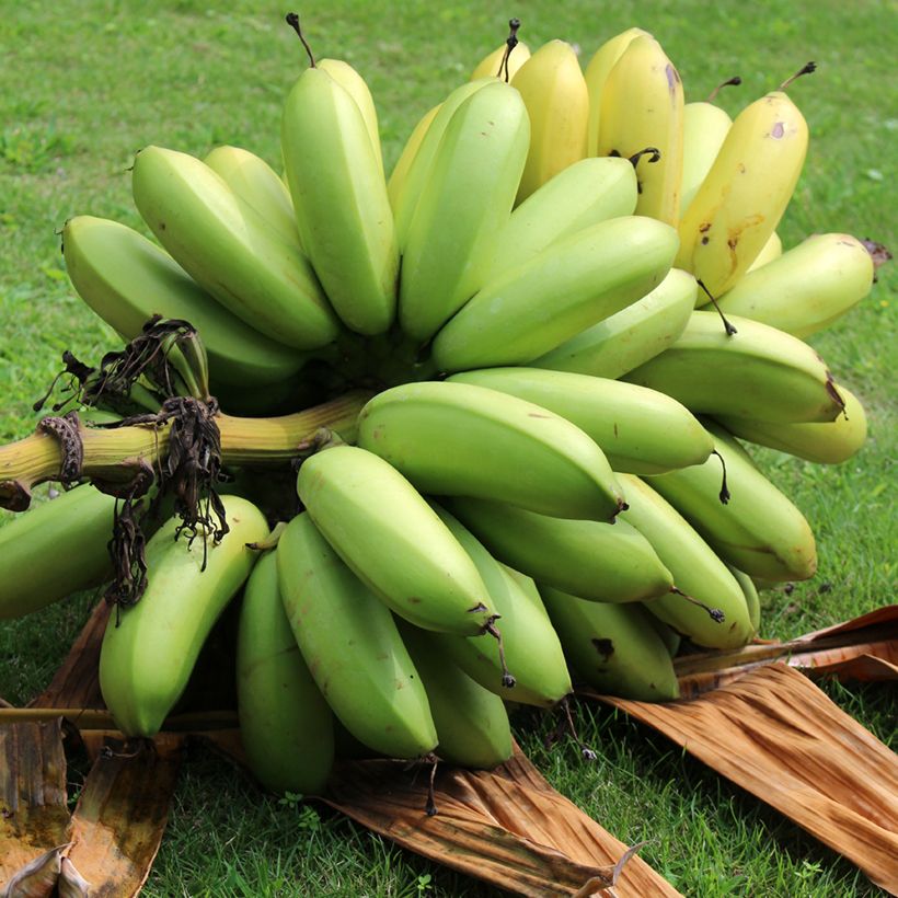 Bananenpflanze Dajiao - Musa (Harvest)