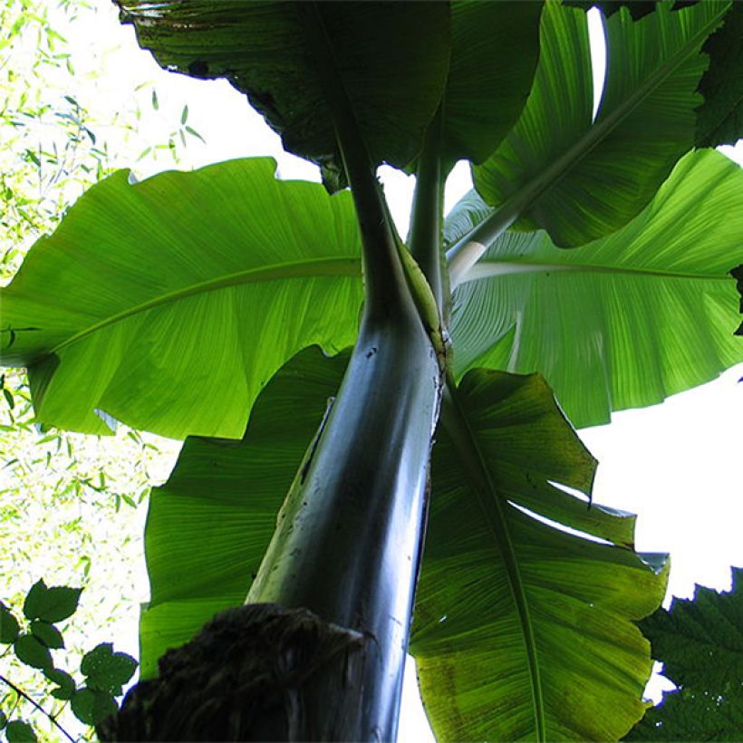 Musa basjoo Sakhalin - Japanische Faserbanane (Plant habit)