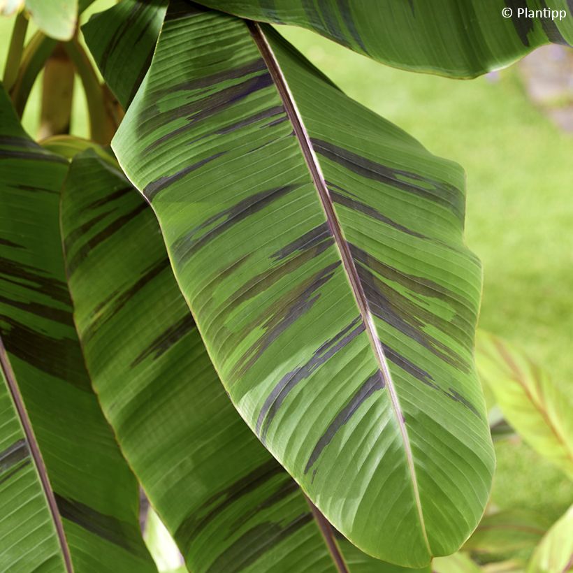 Bananenpflanze Ever Red - Musa sikkimensis (Laub)