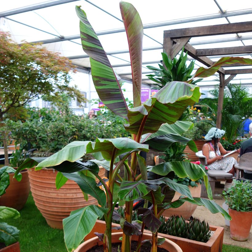 Bananenpflanze Ever Red - Musa sikkimensis (Wuchs)