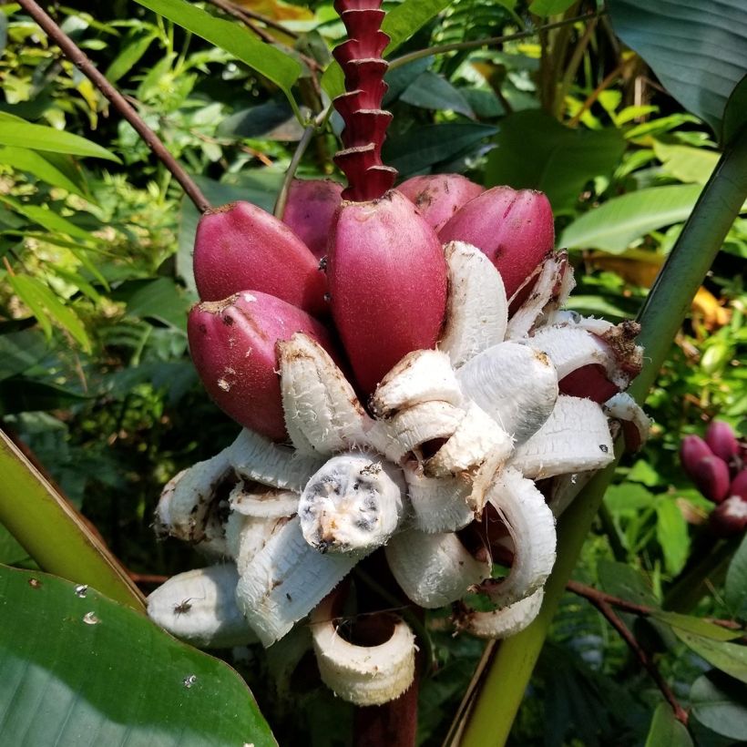 Musa velutina - Rosa Zwergbanane (Harvest)