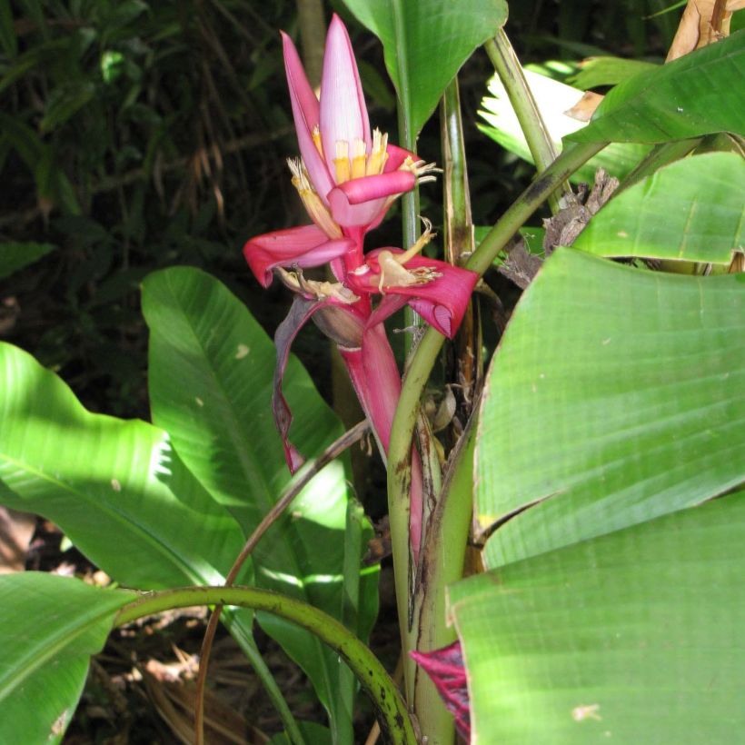 Musa velutina - Rosa Zwergbanane (Plant habit)