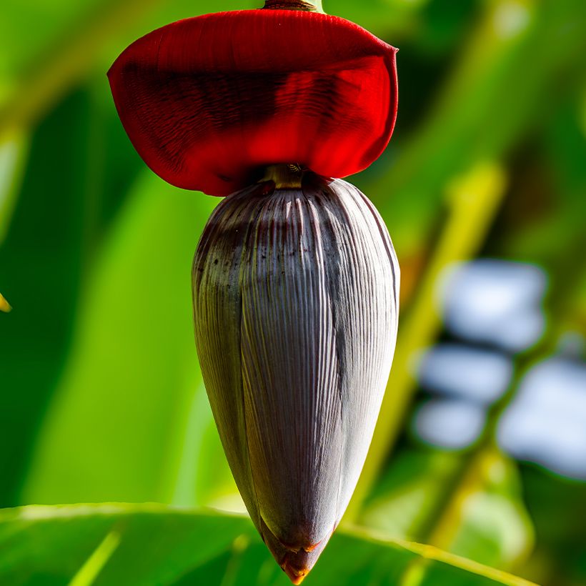 Bananier - Musa acuminata Ice Cream (Blüte)