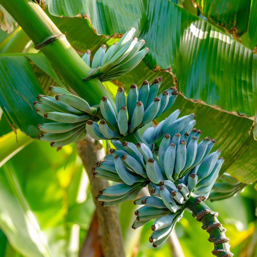 Bananier - Musa acuminata Ice Cream (Ernte)