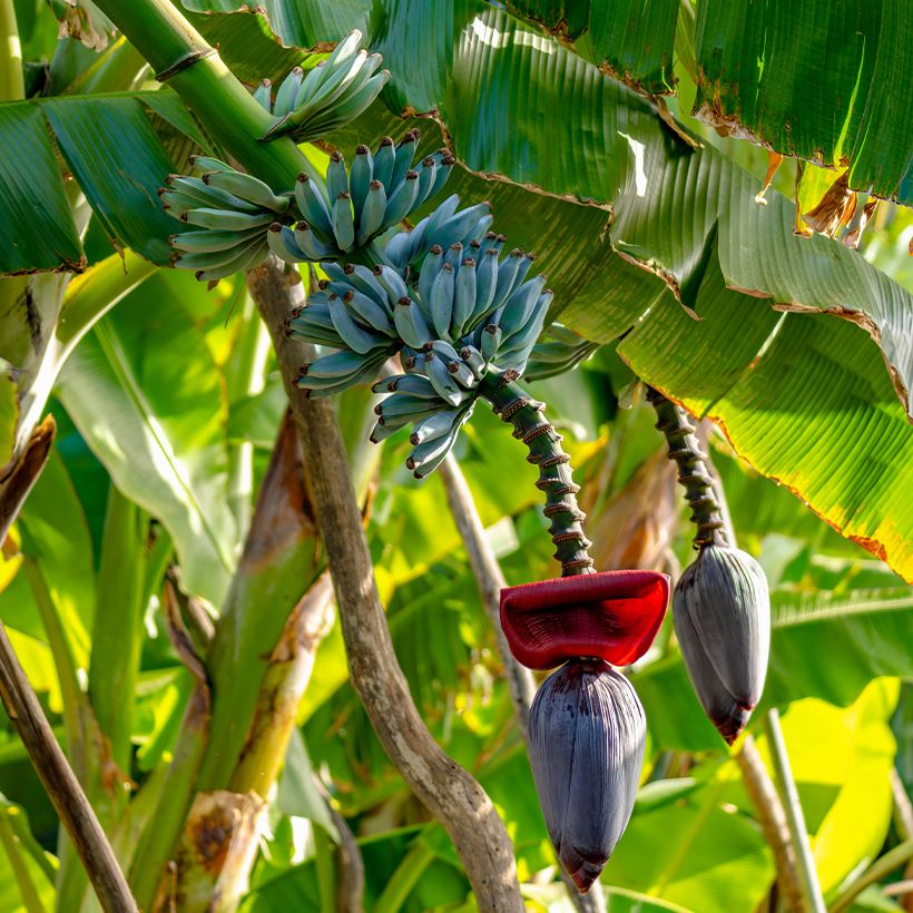 Bananier - Musa acuminata Ice Cream (Wuchs)
