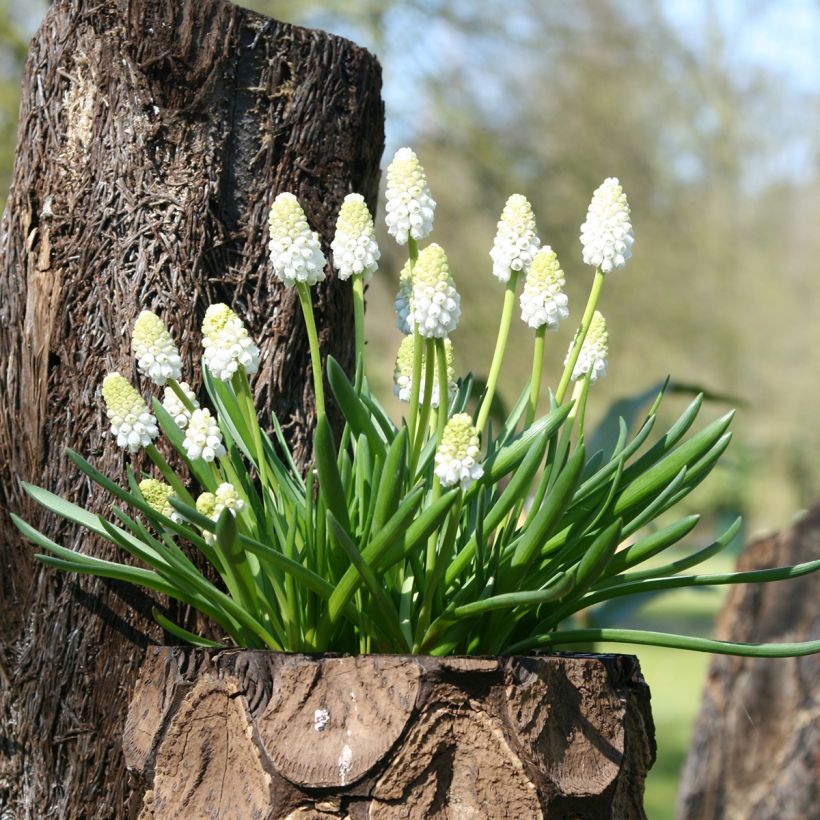 Muscari aucheri White Magic (Wuchs)