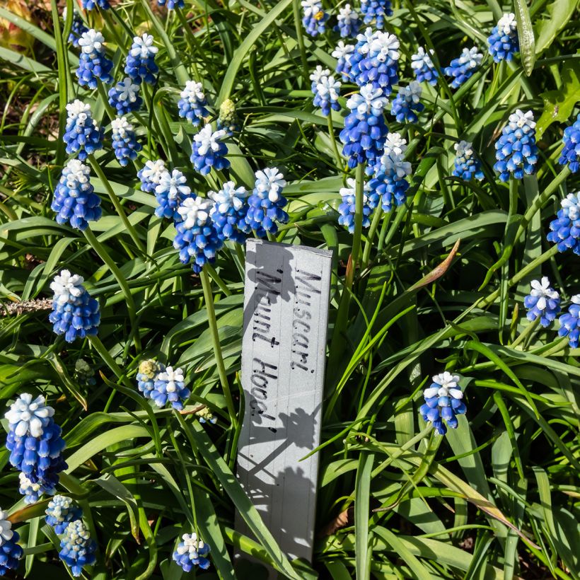 Muscari aucheri Mount Hood (Wuchs)