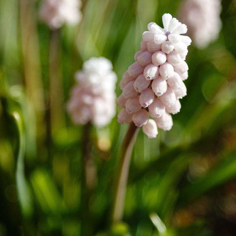 Muscari Pink Sunrise - Traubenhyazinthe (Blüte)