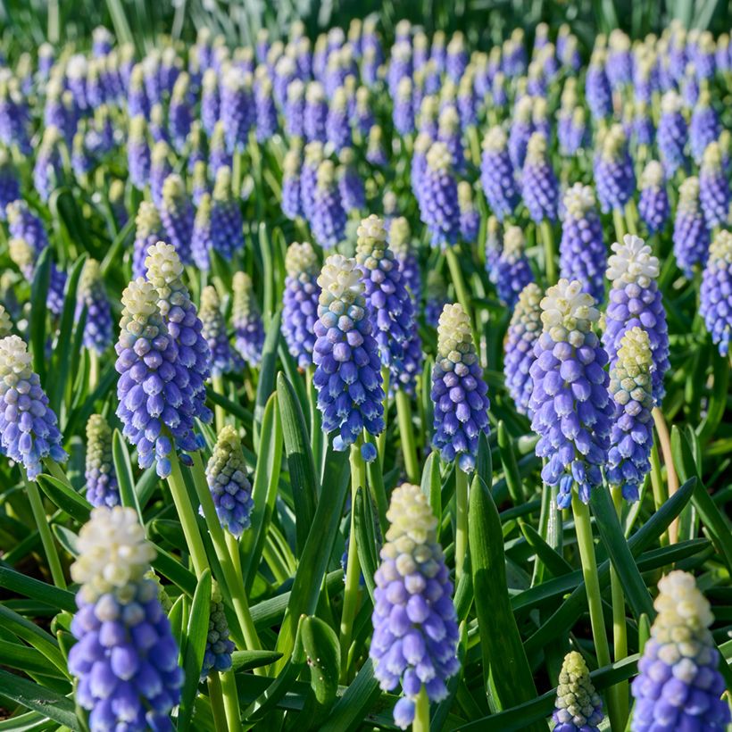 Muscari Touch of Snow - Traubenhyazinthe (Blüte)